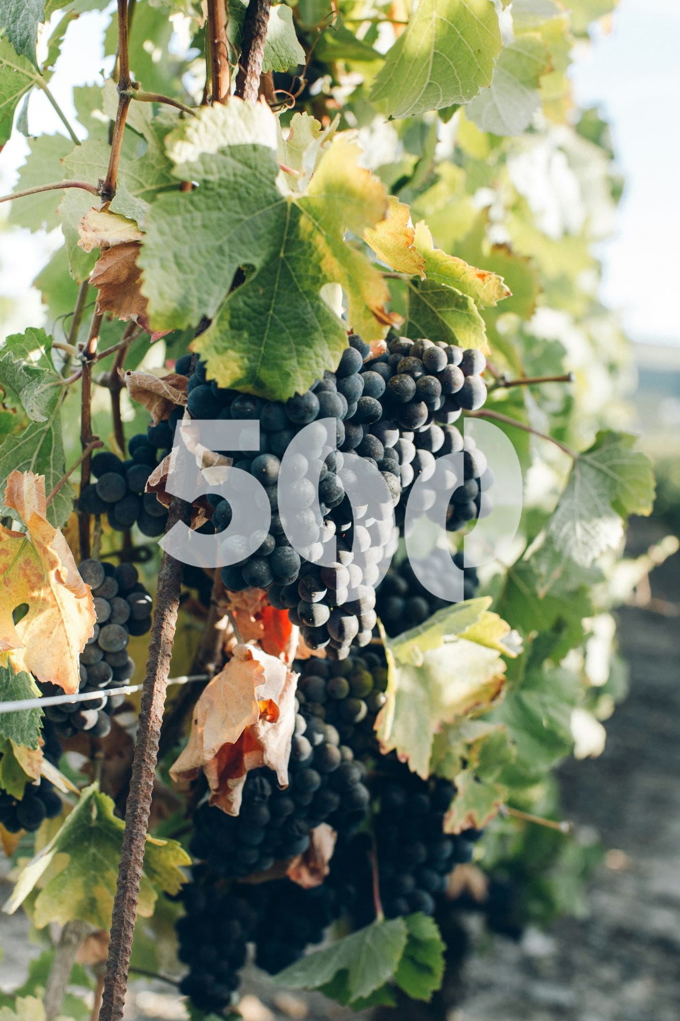 Plantación de viñas